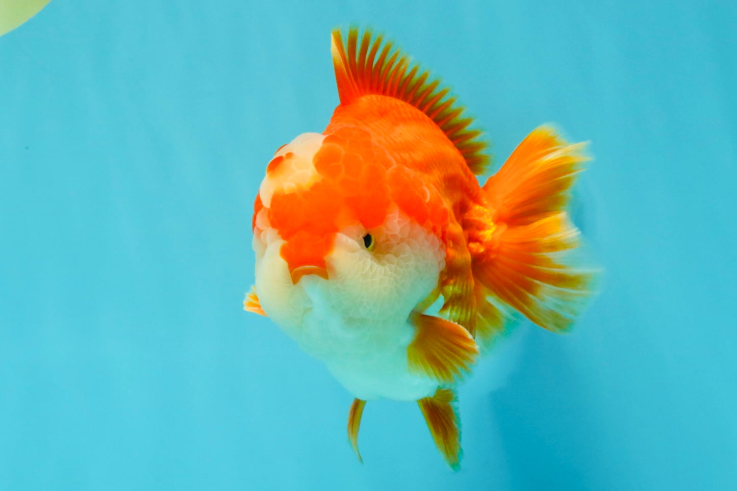 CHONKY AAA Grade Red White Yuanbao Male 5.5-6 inches #050126YB_17