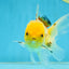 A Grade White Oranda Female 5 inches #062725OR_25