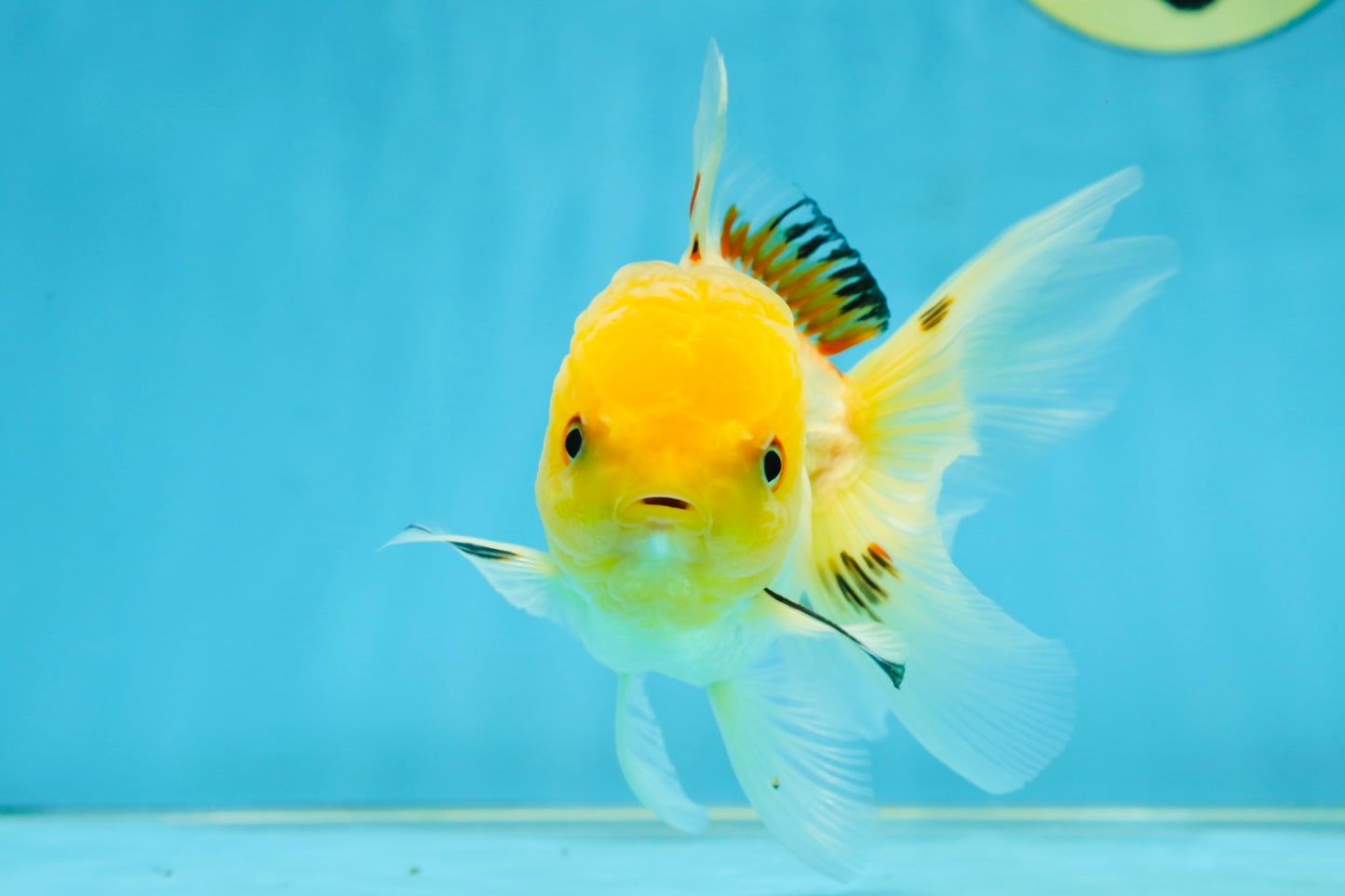 A Grade White Oranda Female 5 inches #062725OR_25