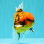 SPECIAL AAA Grade Tiger Oranda Male 5 inches #090426OR_03