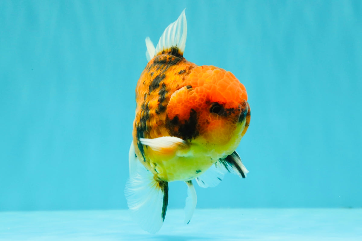 SPECIAL AAA Grade Tiger Oranda Male 5 inches #090426OR_03