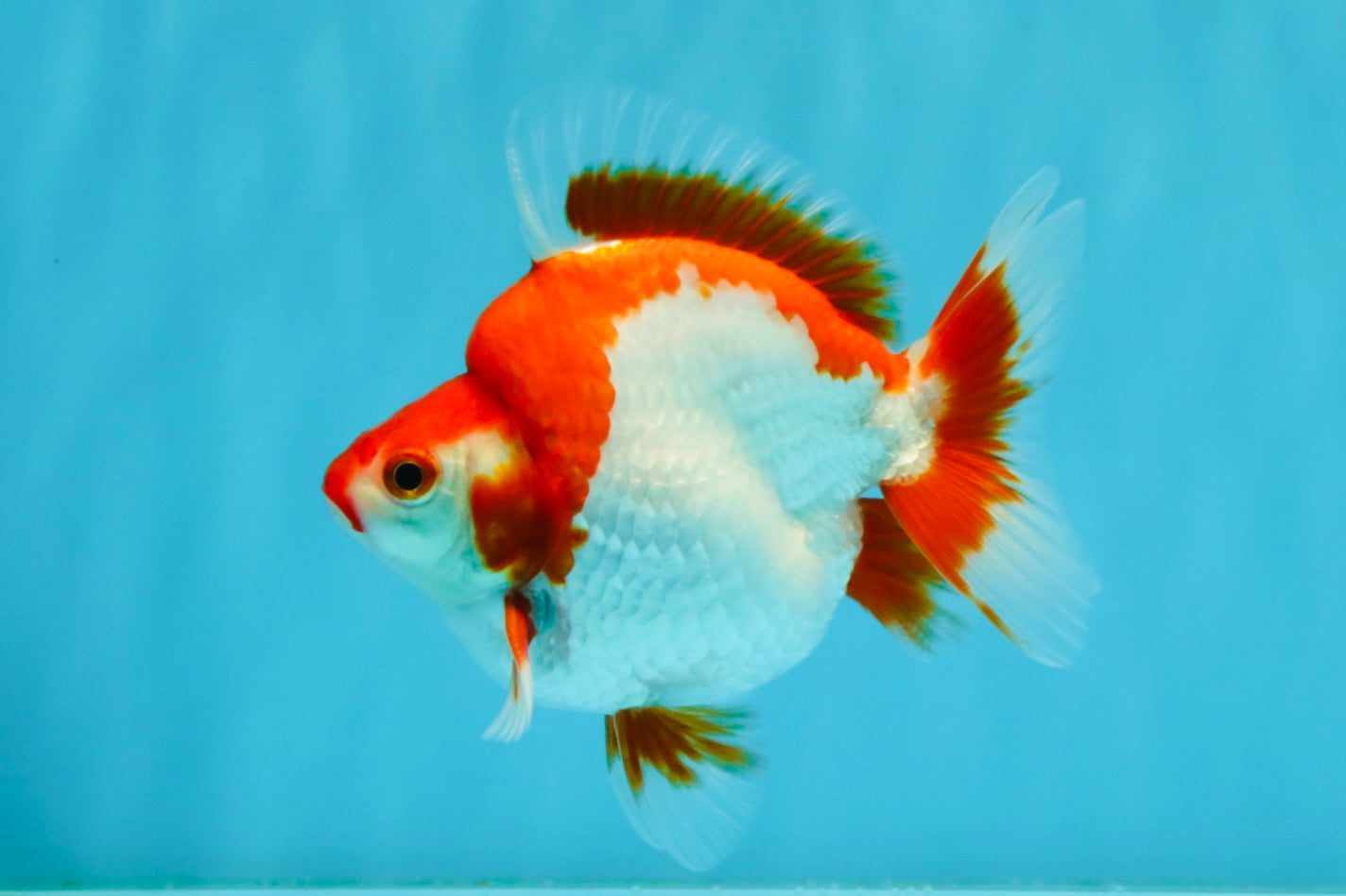 AAA Grade Red White Ryukin Male 4-4.5 inches #032726RK_28