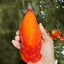 BIG CHEEK AAA Grade Super Hybrid Buffalo Red Ranchu Male 6 inches #100226RC_21