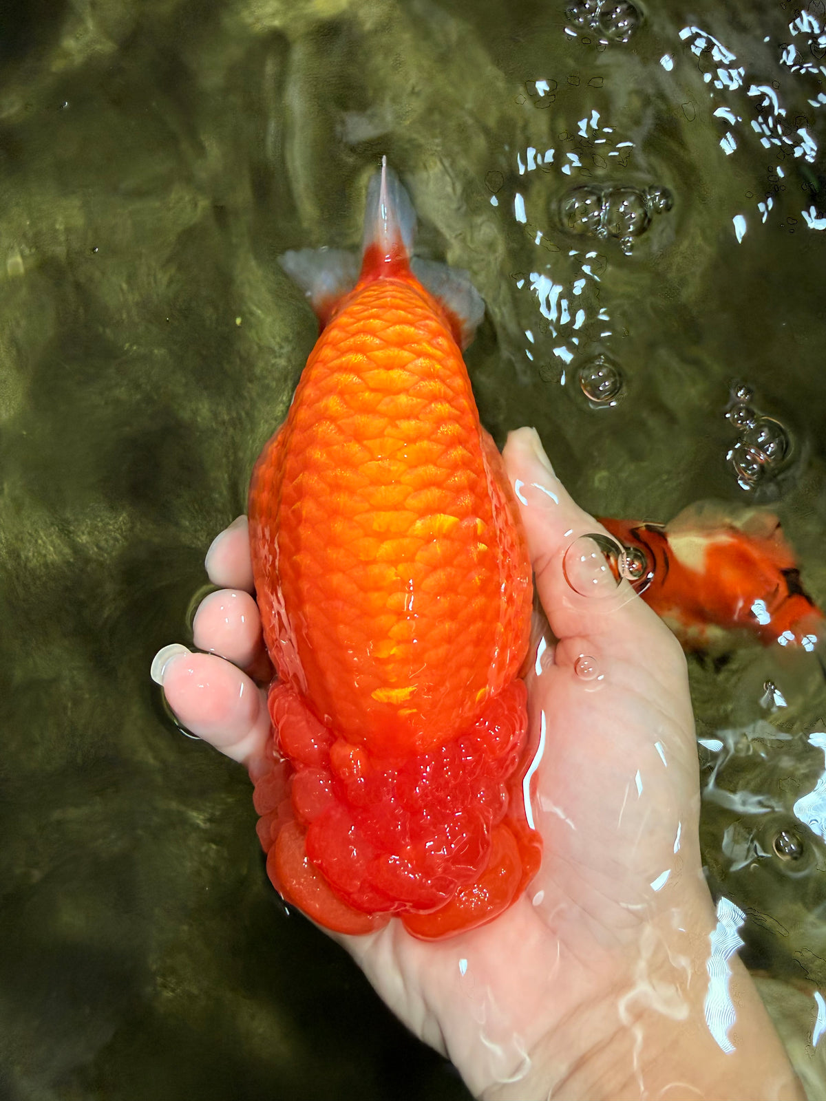 BIG CHEEK AAA Grade Super Hybrid Buffalo Red Ranchu Male 6 inches #100226RC_21