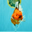 CHONKY AAA Grade Sakura Oranda Female 8.5 inches #071726OR_03