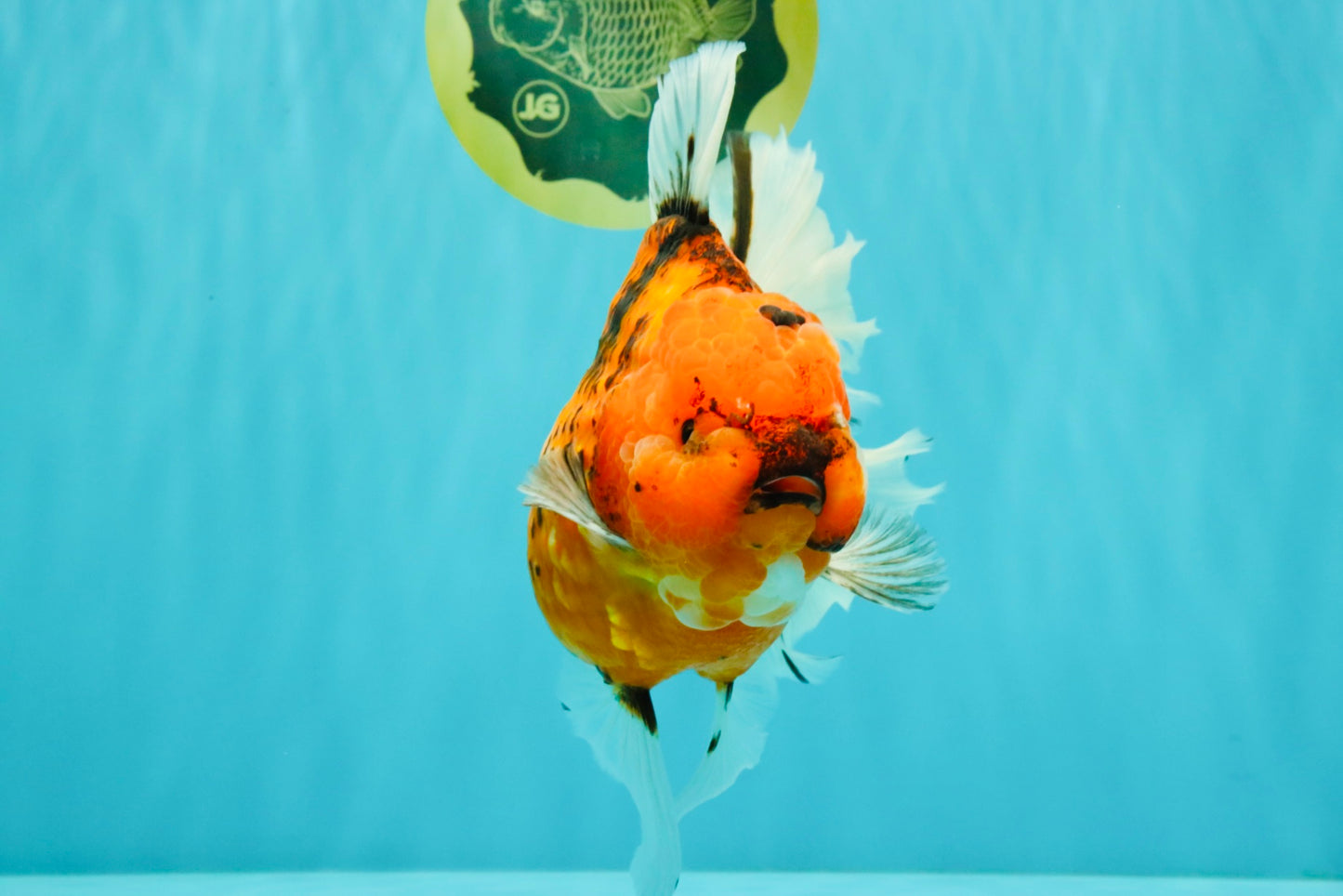 CHONKY AAA Grade Sakura Oranda Female 8.5 inches #071726OR_03