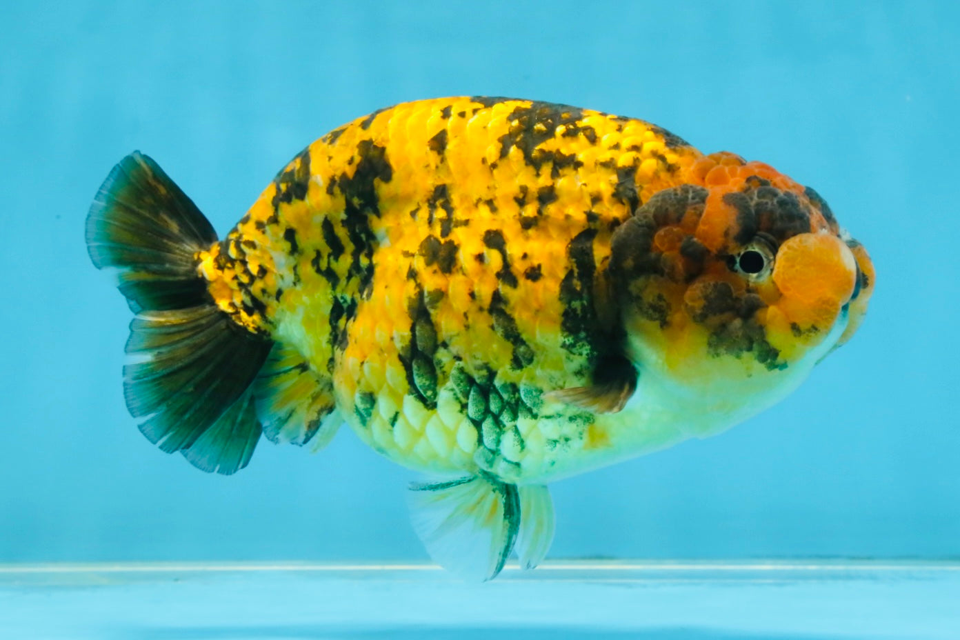 A Grade Tiger LionQueen 5.5 inches #112125LC_05