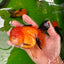 A Grade Tricolor Oranda Female 4.5 inches #0906OR_24