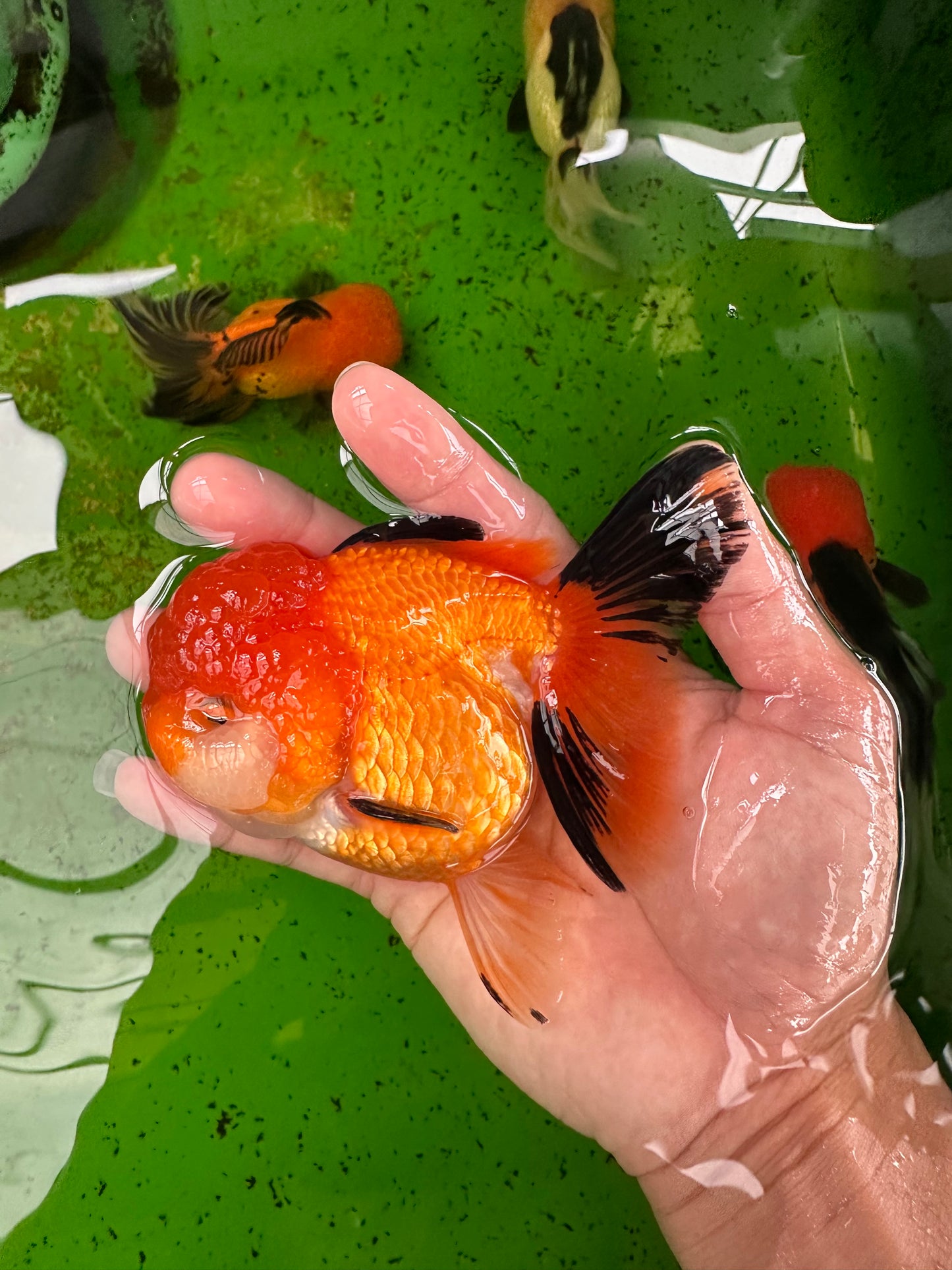 A Grade Tricolor Oranda Female 4.5 inches #0906OR_24