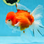 A Grade Sakura Oranda Female 5.5  inches #071125OR_09