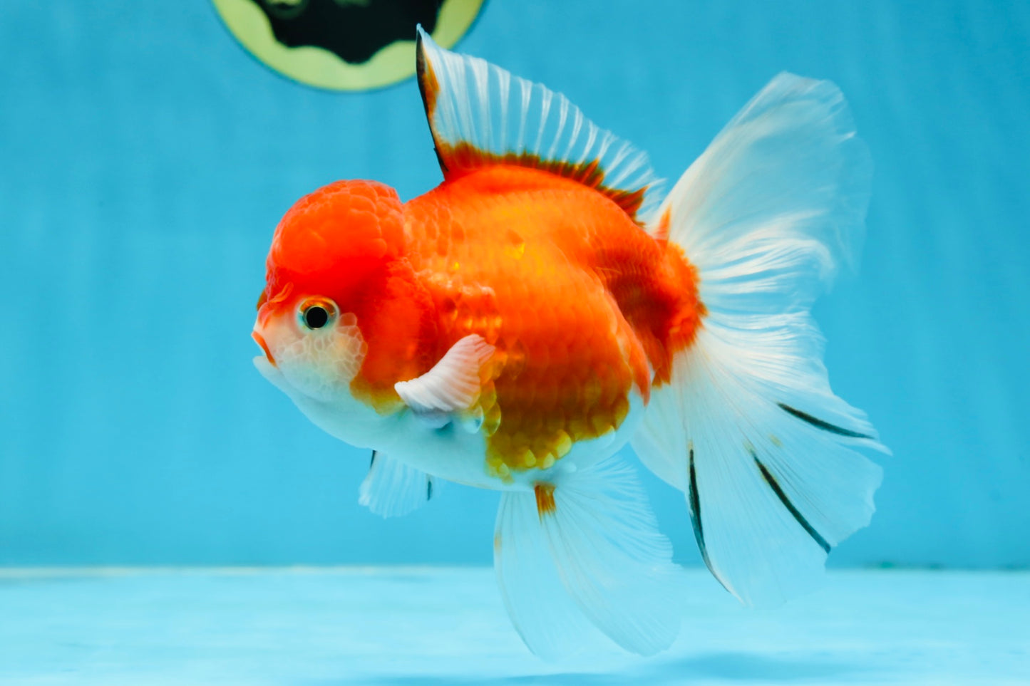 A Grade Sakura Oranda Female 5.5  inches #071125OR_09
