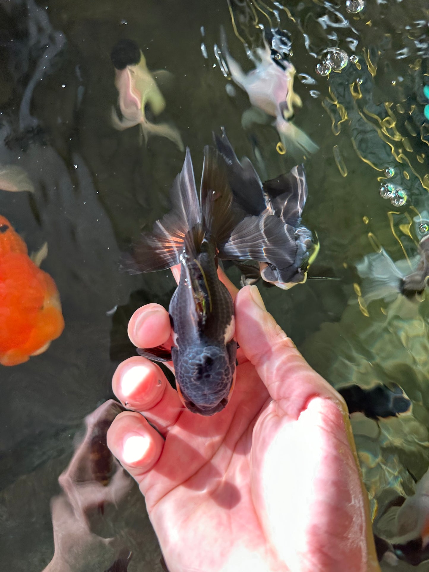 Panda Oranda Male 4 inches #102524OR_22