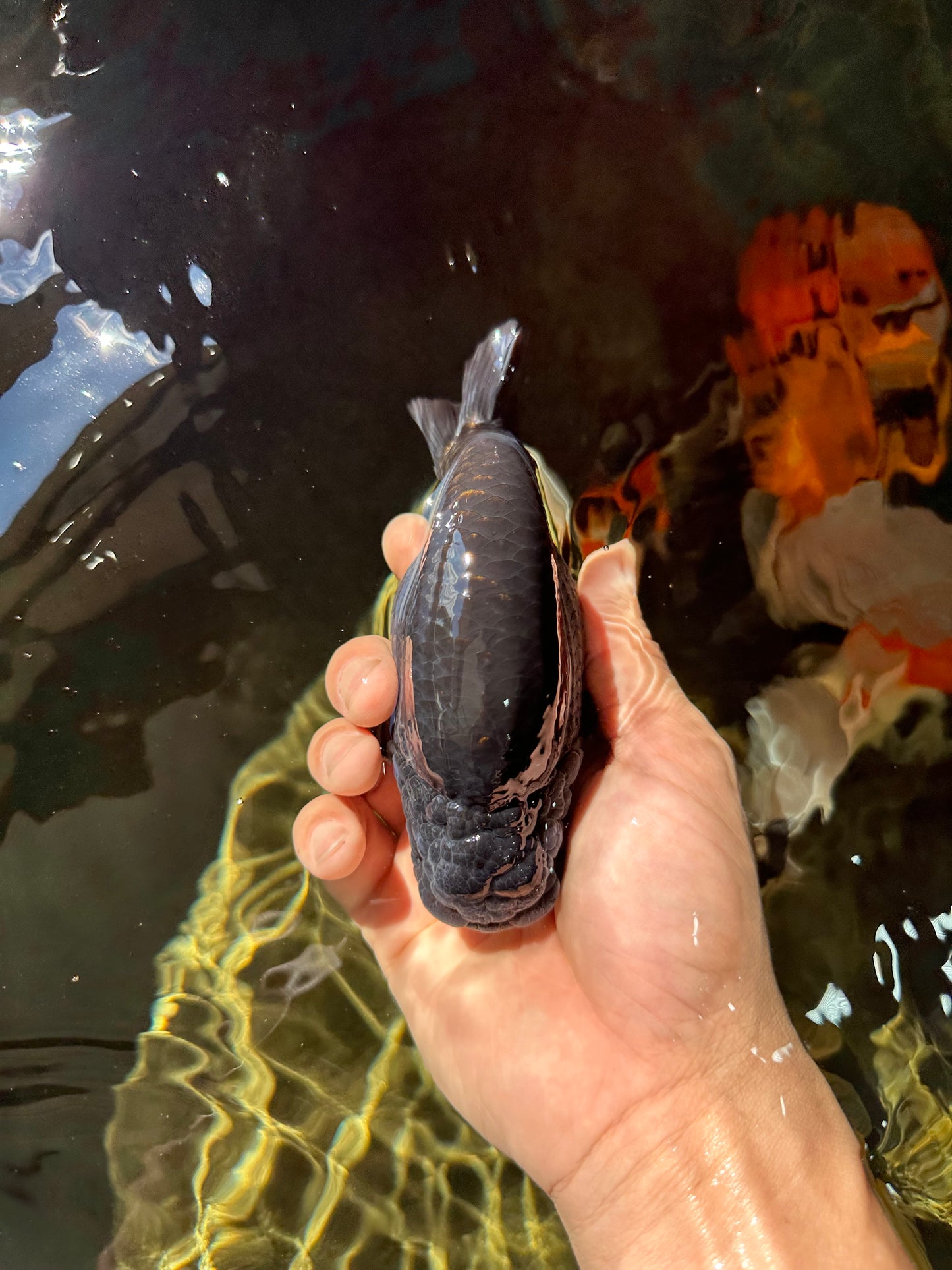 AAA Grade Black Ranchu Male 4.5-5 inches #052325RC_17