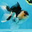 CHUBBY CHEEK Panda Oranda Male 5.5 inches #080125OR_19