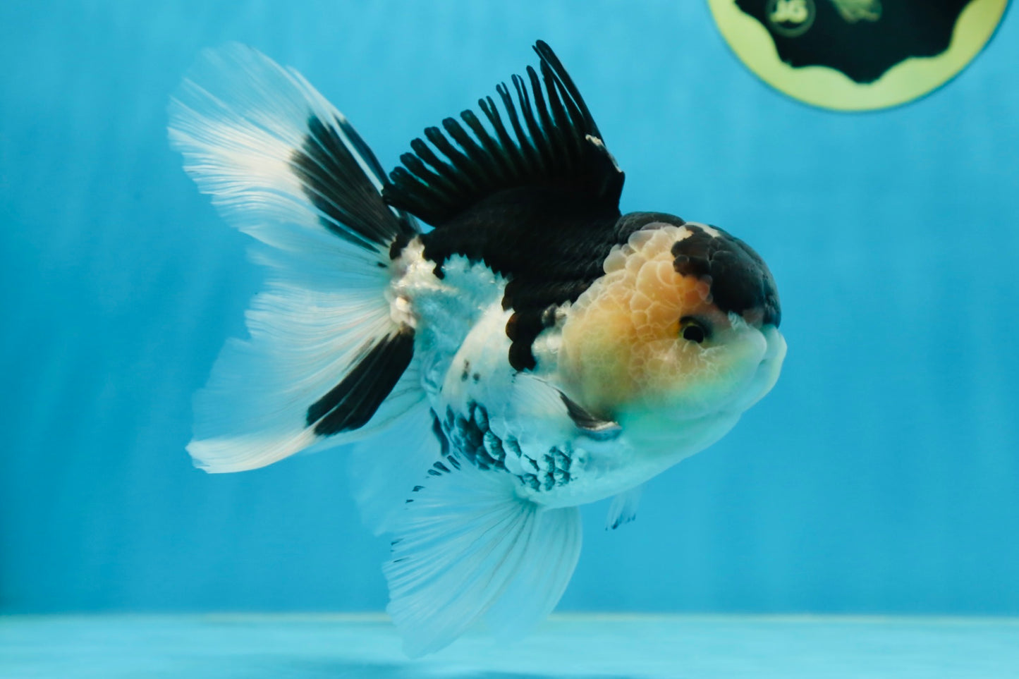 CHUBBY CHEEK Panda Oranda Male 5.5 inches #080125OR_19