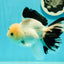 A Grade Unique Mark Panda Oranda Male 6 inches #102524OR_11