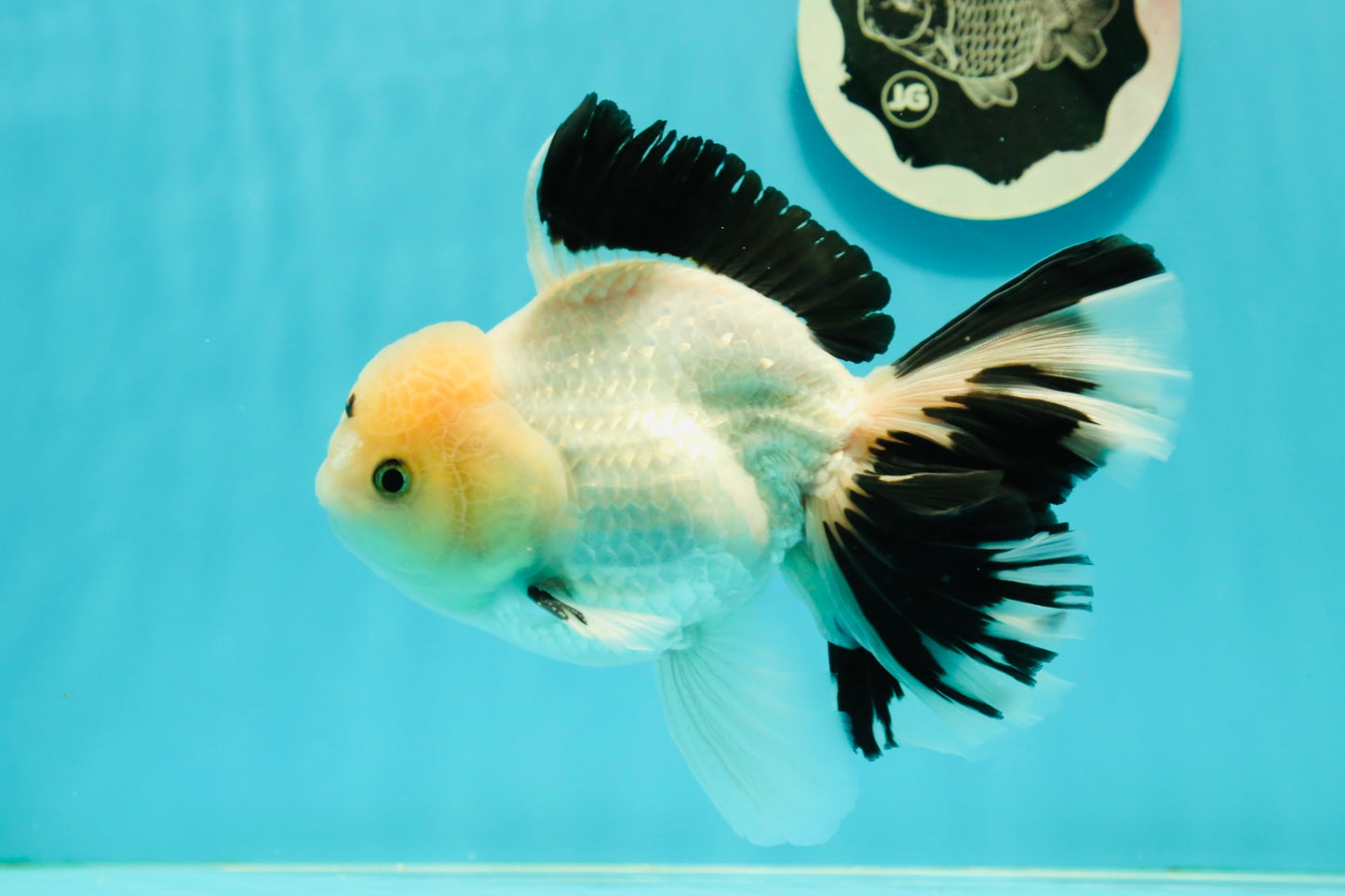 A Grade Unique Mark Panda Oranda Male 6 inches #102524OR_11