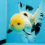 AAA Grade Lemonhead Tricolor Button Eyes Oranda Male 4.5-5 inches #0913OR_14