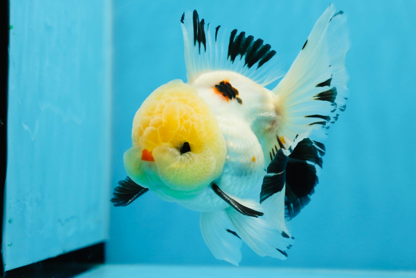 AAA Grade Lemonhead Tricolor Button Eyes Oranda Male 4.5-5 inches #0913OR_14