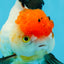 Tricolor Oranda Female 5-5.5 inches #041026OR_06