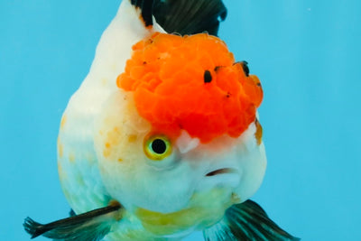 Tricolor Oranda Female 5-5.5 inches #041026OR_06