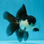 A Grade Young Panda Button Eyes Oranda Male 4.5-5 inches #061325_03