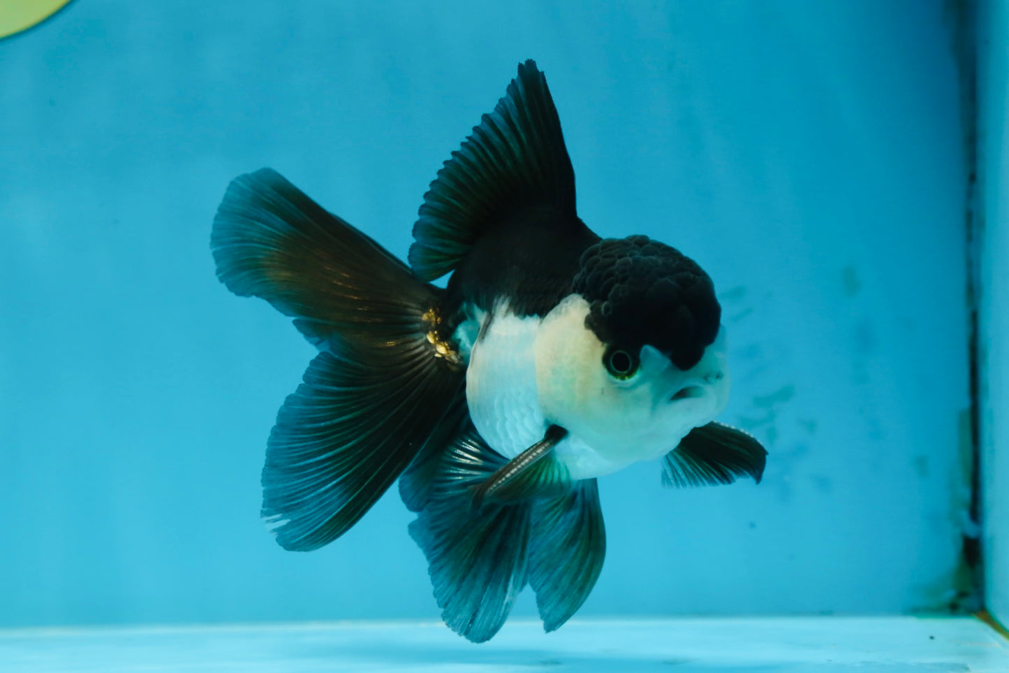 A Grade Young Panda Button Eyes Oranda Male 4.5-5 inches #061325_03