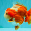 BULLDOG AAA Grade Red White Yuanbao Male 6 inches #070326YB_02