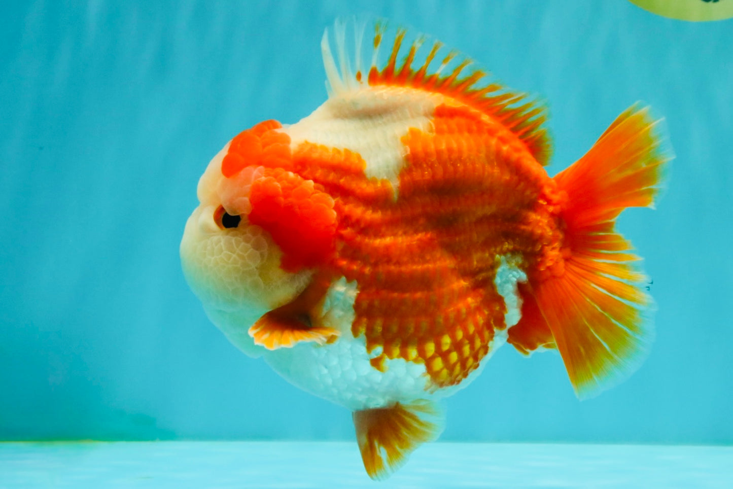 BULLDOG AAA Grade Red White Yuanbao Male 6 inches #070326YB_02