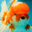 A Grade  Red White Oranda Male 5.5 inches #100926OR_15