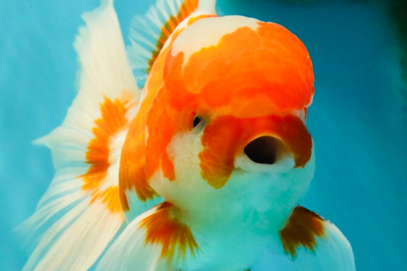 A Grade  Red White Oranda Male 5.5 inches #100926OR_15