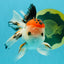 A Grade Tricolor Oranda Male 5 inches #041726OR_14