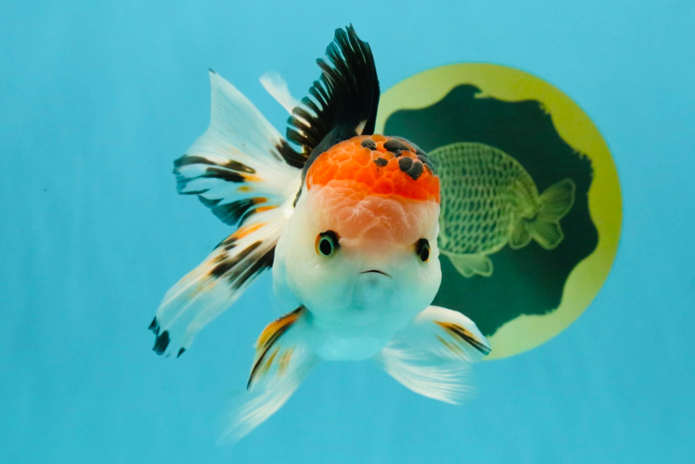 A Grade Tricolor Oranda Male 5 inches #041726OR_14