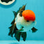 AAA Grade Cheeky Tricolor Oranda Male 5.5 inches #110124OR_15