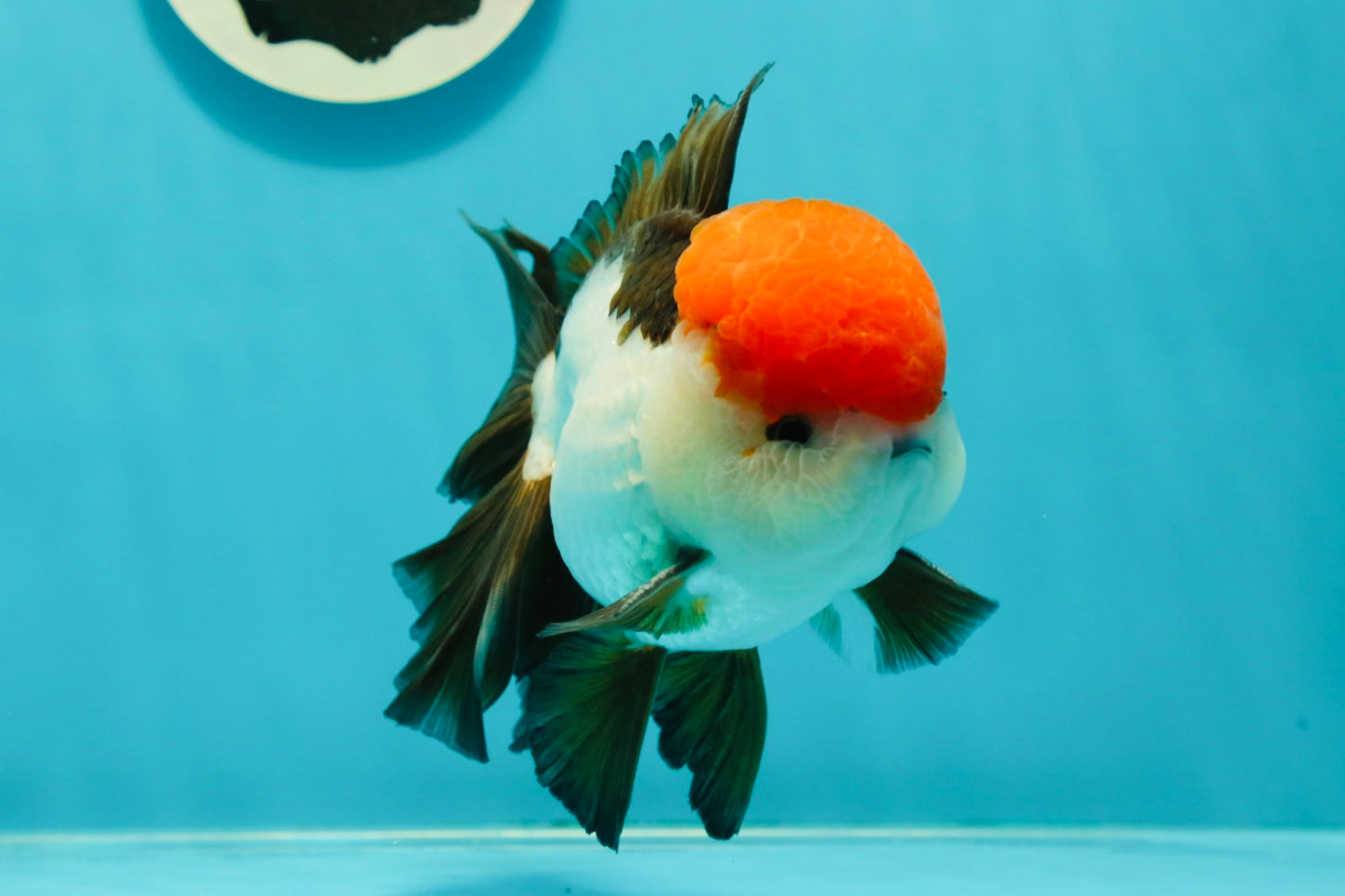 AAA Grade Cheeky Tricolor Oranda Male 5.5 inches #110124OR_15