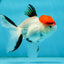 A Grade Red Cap Tricolor Oranda Male 4.5 inches #120624OR_02