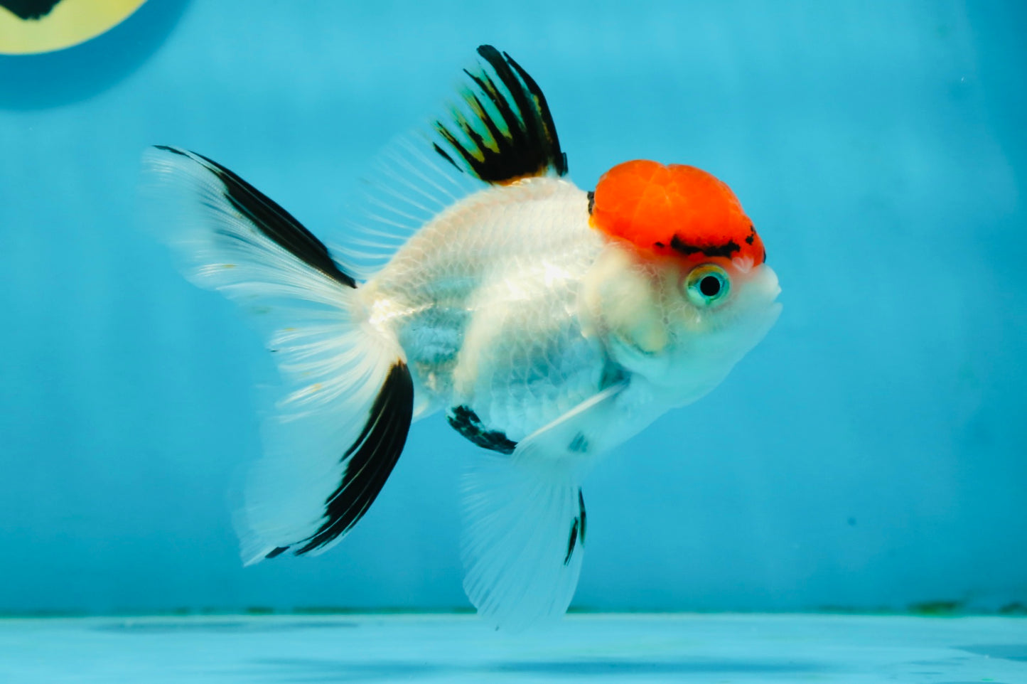 A Grade Red Cap Tricolor Oranda Male 4.5 inches #120624OR_02