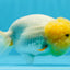 Super Big Wen Lemonhead Lionchu Female 4.5 inches #0726LC_41