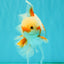 CHICKIE A Grade Red White Oranda Male 6-6.5 inches #082826OR_13