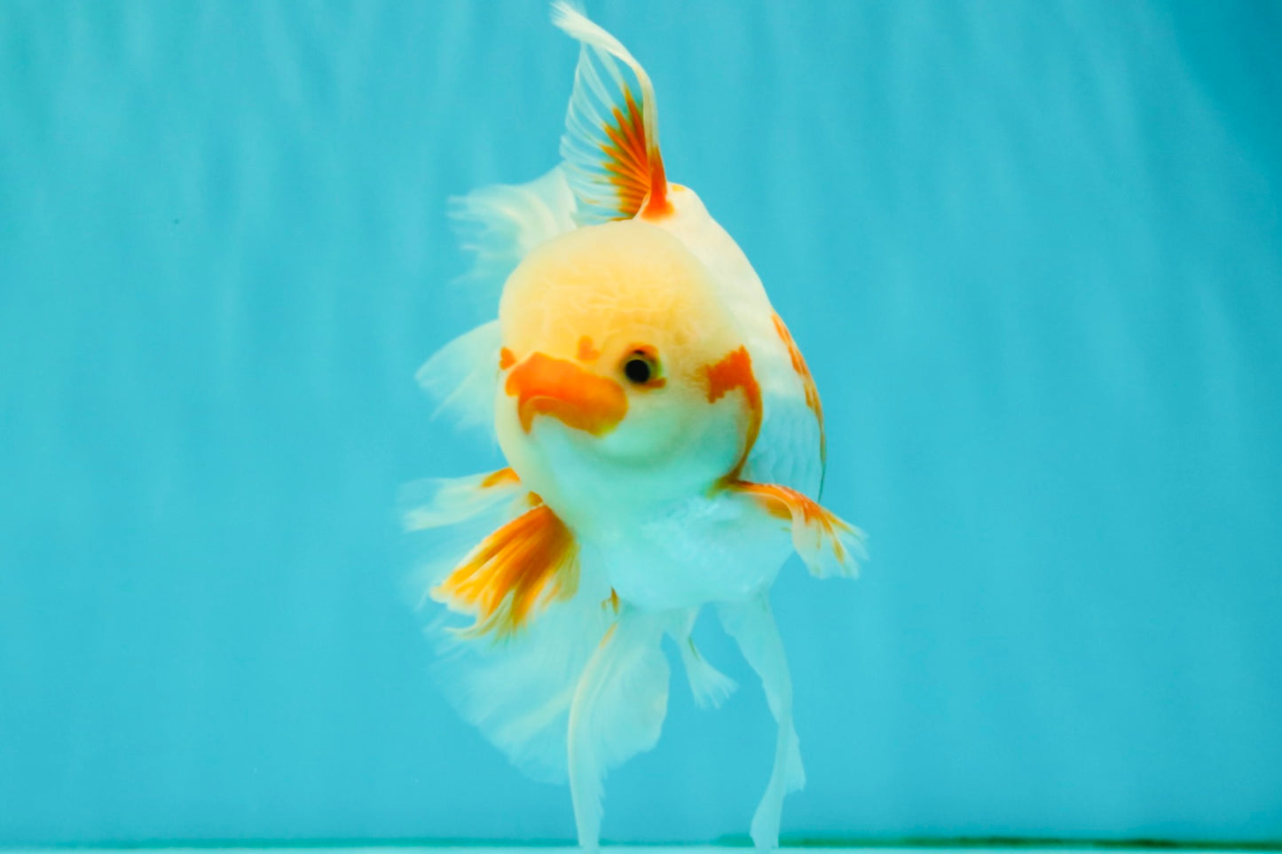 CHICKIE A Grade Red White Oranda Male 6-6.5 inches #082826OR_13