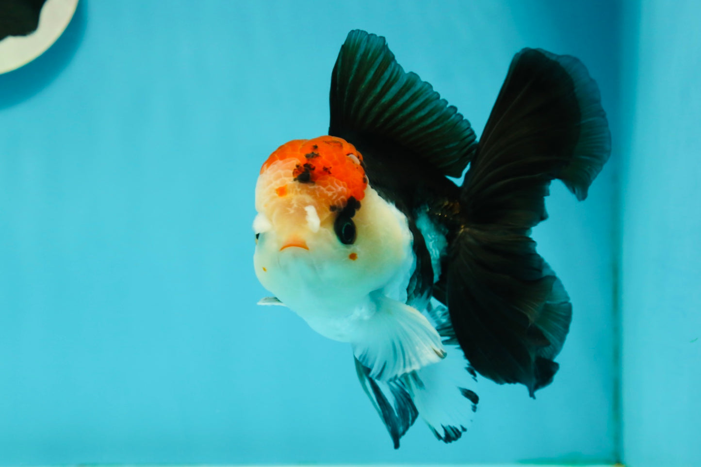 AAA Grade Special Button Eyes Tricolor Oranda Male 5 inches #110124OR_19