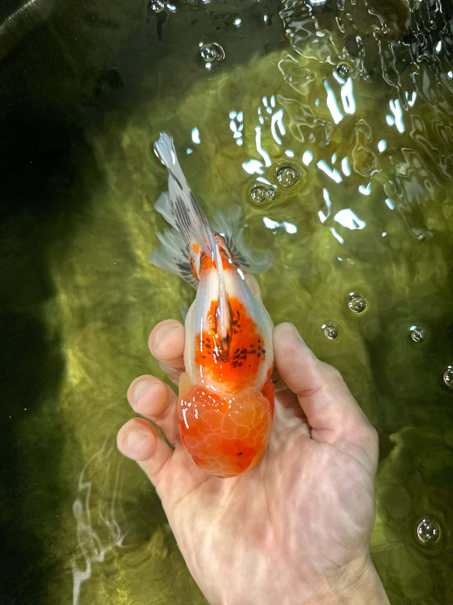AAA Grade Sakura Oranda Male 5.5 inches #050925OR_54