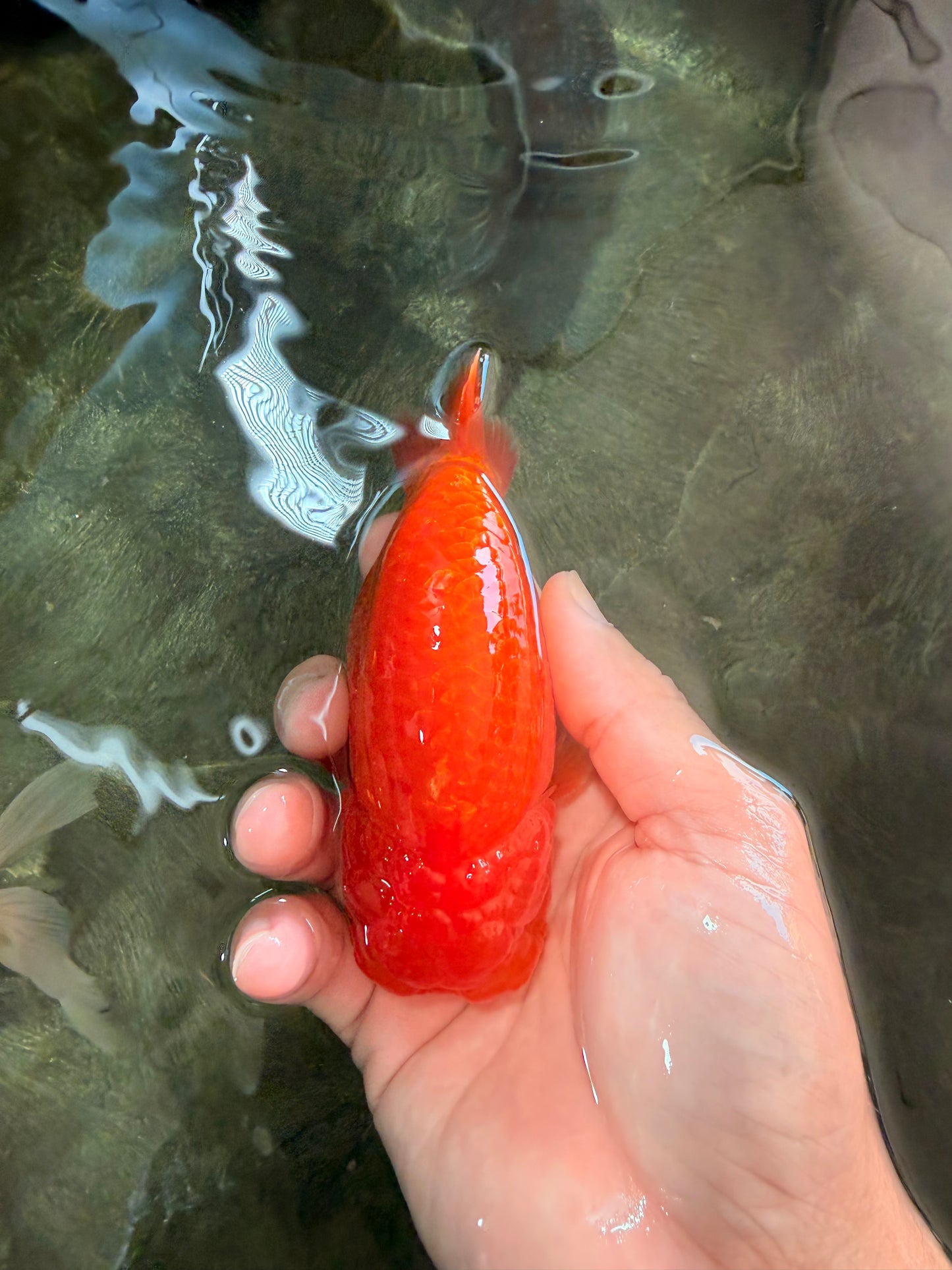A Grade Red LionKing 4.5 inches #082126LC_19