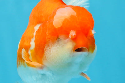 BIG WEN A Grade Red White Yuanbao Male 5 inches #110725YB_09