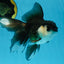 Panda Oranda Female 5.5 inches #100325OR_17