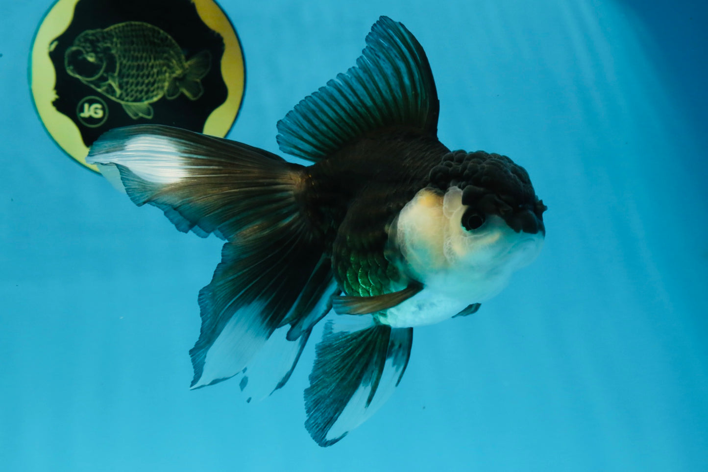 Panda Oranda Female 5.5 inches #100325OR_17
