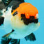 A Grade Cherry Head Tricolor Oranda Female 4.5-5 inches #0614OR_22