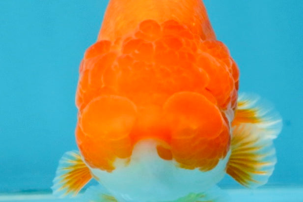 SUPER TOMATO A Grade Red White LionQueen 4.5 inches #120525LC_10