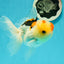 AAA Grade Lemonhead Tricolor Button Eyes Oranda Male 5 inches #111524OR_23