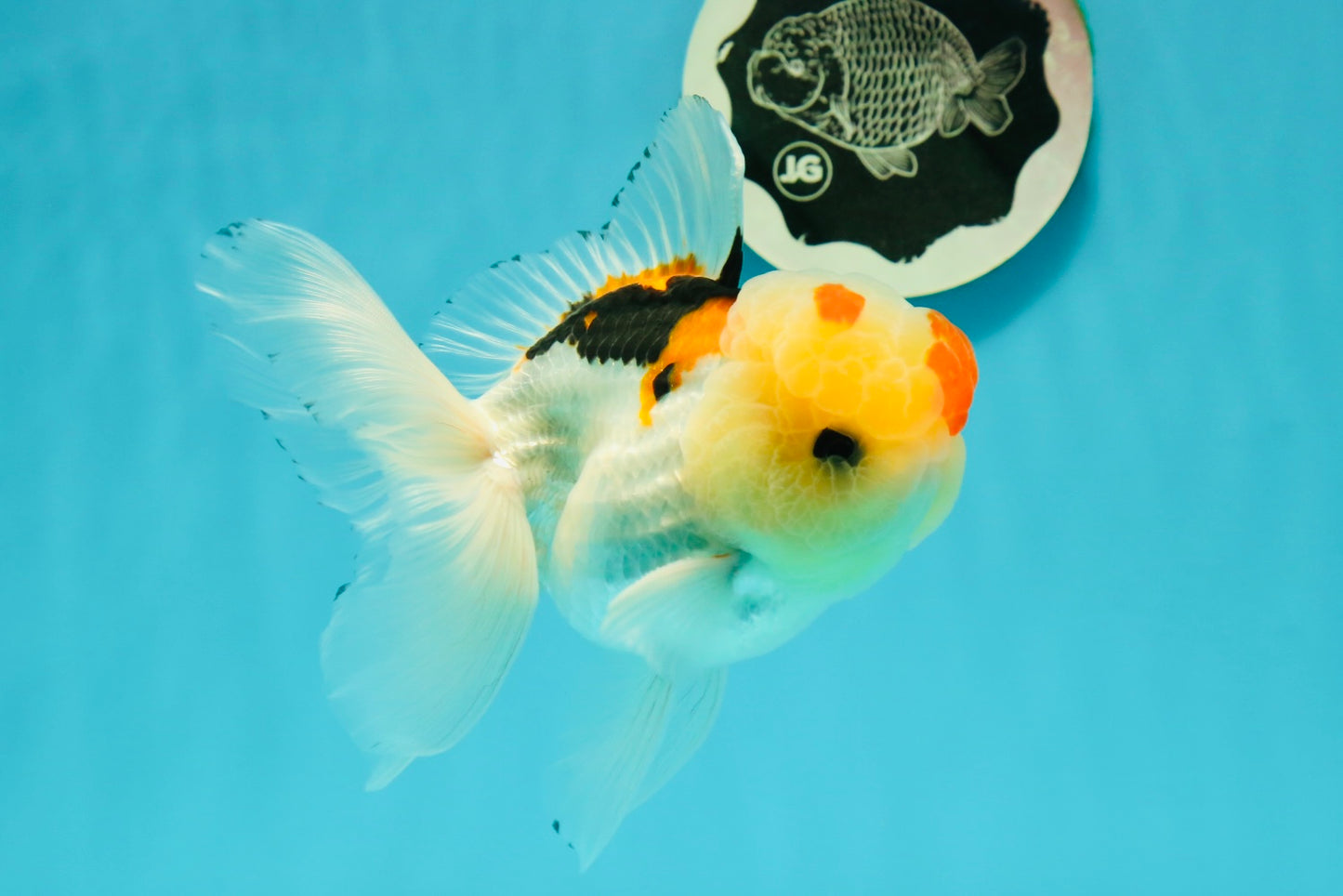 AAA Grade Lemonhead Tricolor Button Eyes Oranda Male 5 inches #111524OR_23